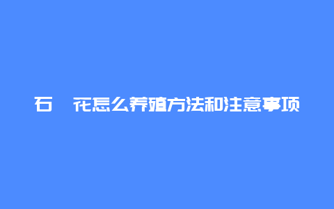 石斛花怎么养殖方法和注意事项