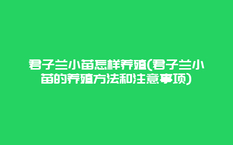 君子兰小苗怎样养殖(君子兰小苗的养殖方法和注意事项)