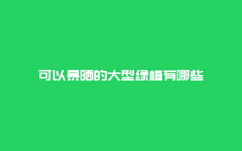 可以暴晒的大型绿植有哪些