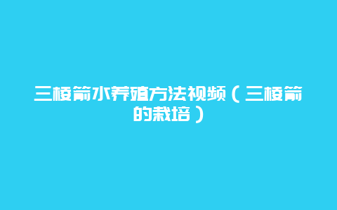 三棱箭水养殖方法视频（三棱箭的栽培）