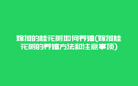 嫁接的桂花树如何养殖(嫁接桂花树的养殖方法和注意事项)