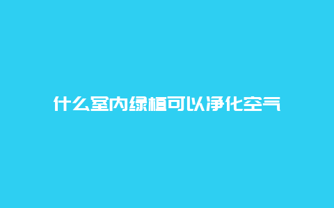 什么室内绿植可以净化空气