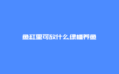 鱼缸里可放什么绿植养鱼