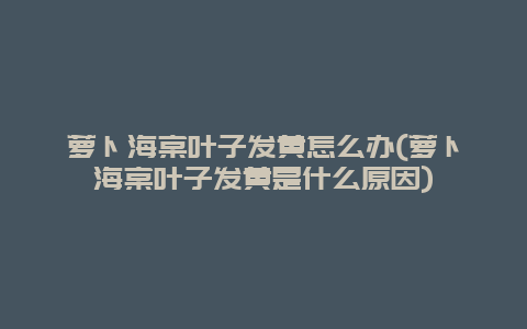 萝卜海棠叶子发黄怎么办(萝卜海棠叶子发黄是什么原因)