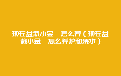 现在盆栽小金桔怎么养（现在盆栽小金桔怎么养护和浇水）