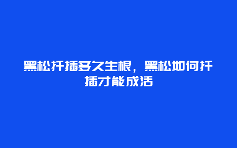 黑松扦插多久生根，黑松如何扦插才能成活