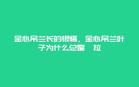 金心吊兰长的很慢，金心吊兰叶子为什么总是耷拉