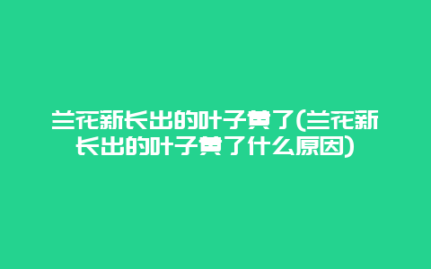 兰花新长出的叶子黄了(兰花新长出的叶子黄了什么原因)