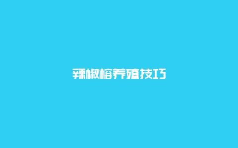 辣椒榕养殖技巧