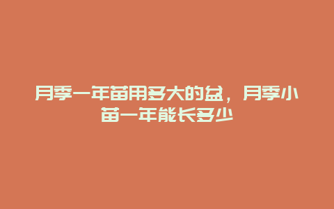 月季一年苗用多大的盆，月季小苗一年能长多少