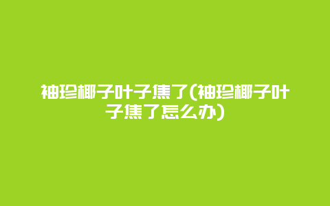 袖珍椰子叶子焦了(袖珍椰子叶子焦了怎么办)