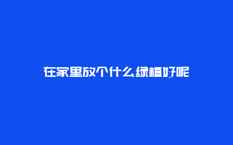 在家里放个什么绿植好呢