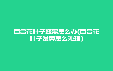 百合花叶子变黑怎么办(百合花叶子发黄怎么处理)