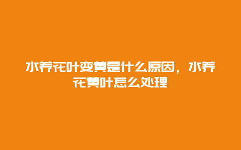 水养花叶变黄是什么原因，水养花黄叶怎么处理