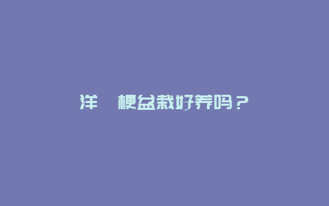 洋桔梗盆栽好养吗？