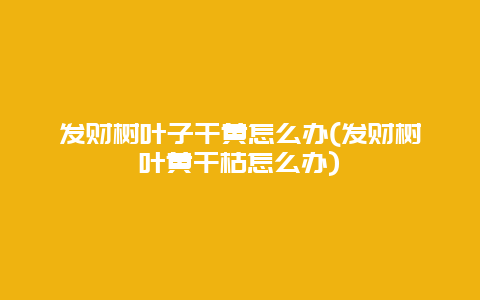 发财树叶子干黄怎么办(发财树叶黄干枯怎么办)