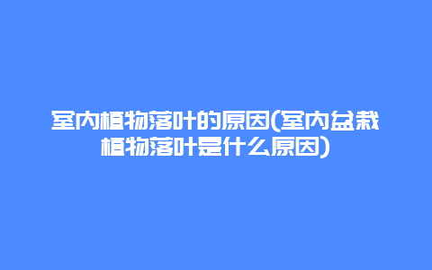 室内植物落叶的原因(室内盆栽植物落叶是什么原因)