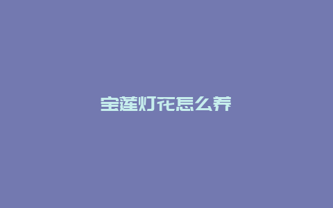 宝莲灯花怎么养