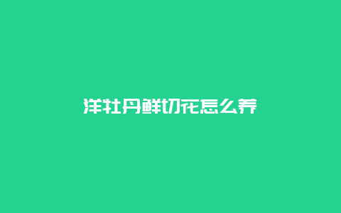 洋牡丹鲜切花怎么养