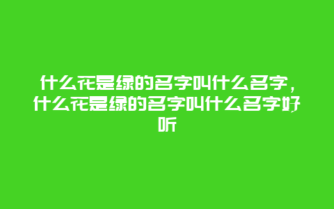 什么花是绿的名字叫什么名字，什么花是绿的名字叫什么名字好听