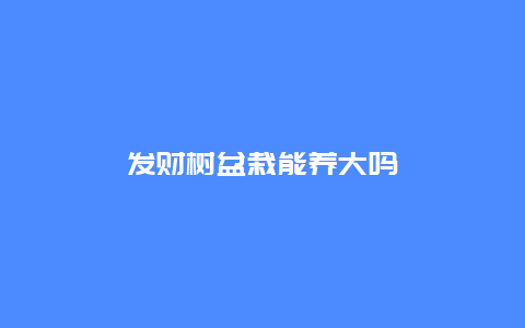 发财树盆栽能养大吗