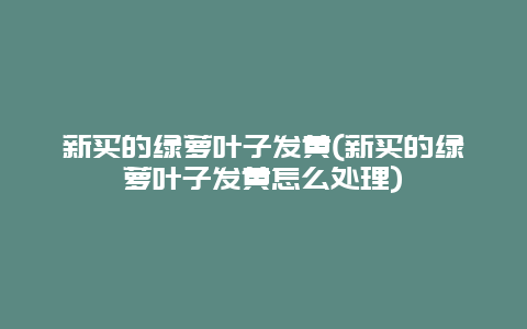 新买的绿萝叶子发黄(新买的绿萝叶子发黄怎么处理)