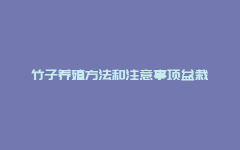 竹子养殖方法和注意事项盆栽