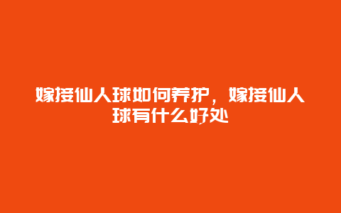 嫁接仙人球如何养护，嫁接仙人球有什么好处