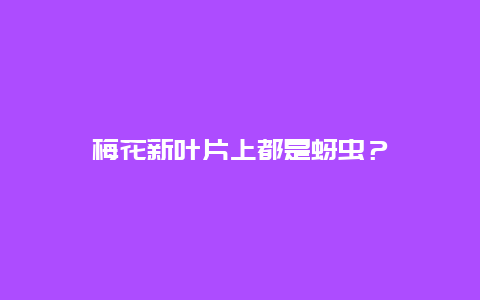 梅花新叶片上都是蚜虫？