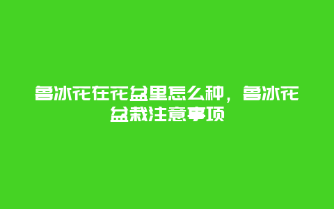 鲁冰花在花盆里怎么种，鲁冰花盆栽注意事项