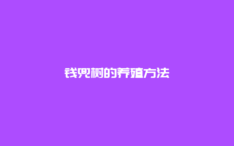 钱兜树的养殖方法