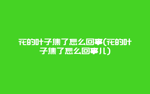 花的叶子焦了怎么回事(花的叶子焦了怎么回事儿)