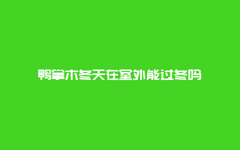 鸭掌木冬天在室外能过冬吗