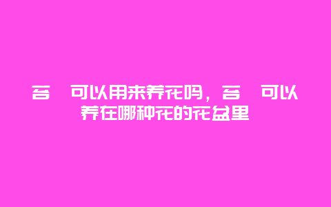 苔藓可以用来养花吗，苔藓可以养在哪种花的花盆里