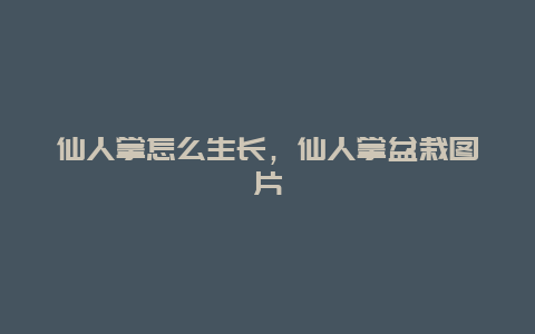 仙人掌怎么生长，仙人掌盆栽图片