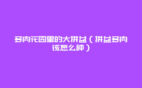 多肉花园里的大拼盆（拼盆多肉该怎么种）