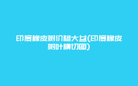 印度橡皮树价格大盆(印度橡皮树叶横切图)