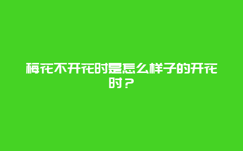 梅花不开花时是怎么样子的开花时？