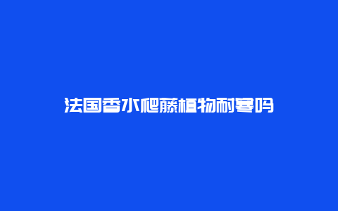 法国香水爬藤植物耐寒吗