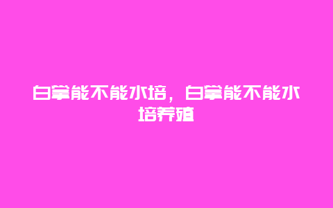 白掌能不能水培，白掌能不能水培养殖