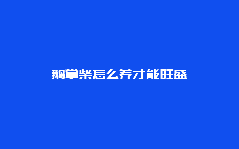 鹅掌柴怎么养才能旺盛