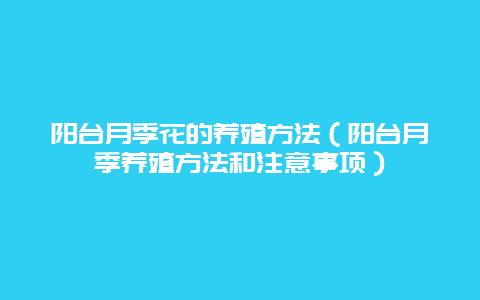 阳台月季花的养殖方法（阳台月季养殖方法和注意事项）