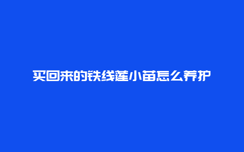 买回来的铁线莲小苗怎么养护