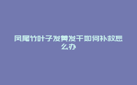 凤尾竹叶子发黄发干如何补救怎么办