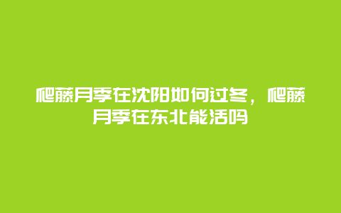 爬藤月季在沈阳如何过冬，爬藤月季在东北能活吗