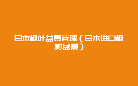 日本枫叶盆景管理（日本进口枫树盆景）