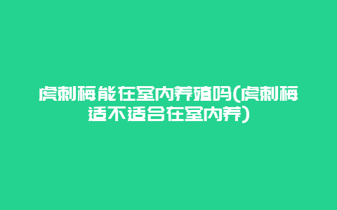 虎刺梅能在室内养殖吗(虎刺梅适不适合在室内养)