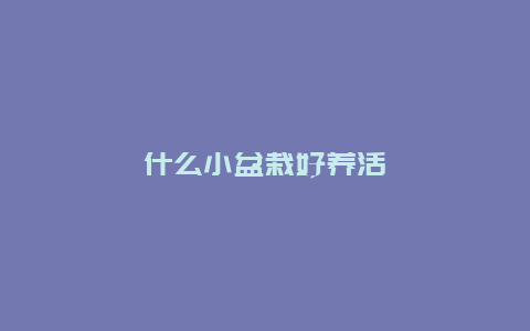 什么小盆栽好养活