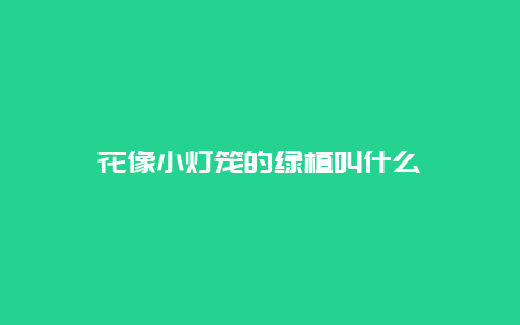 花像小灯笼的绿植叫什么