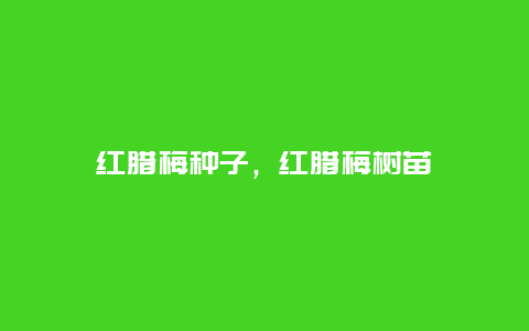 红腊梅种子，红腊梅树苗